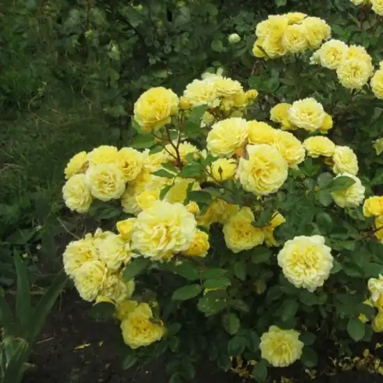 Trandafir cu parfum intens - Trandafiri - Anny Duprey® - 